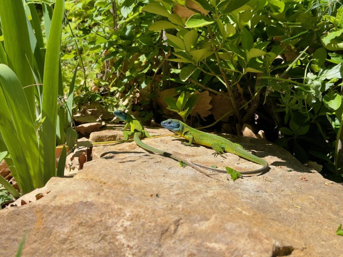 Cefalu Forest Hideout Εξωτερικό φωτογραφία